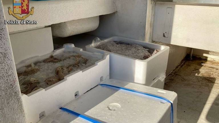 Forlì, pesce trasportato tra la sporcizia: sanzionato il conducente