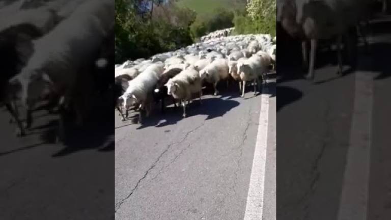 Meldola, e adesso? le pecore bloccano i ciclisti a Monte Cavallo VIDEO