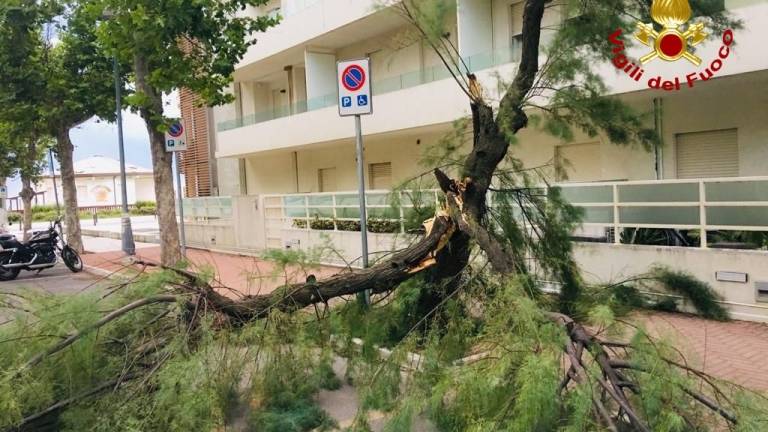 Vento a raffica a Rimini: la strage di auto e alberi. Foto e video