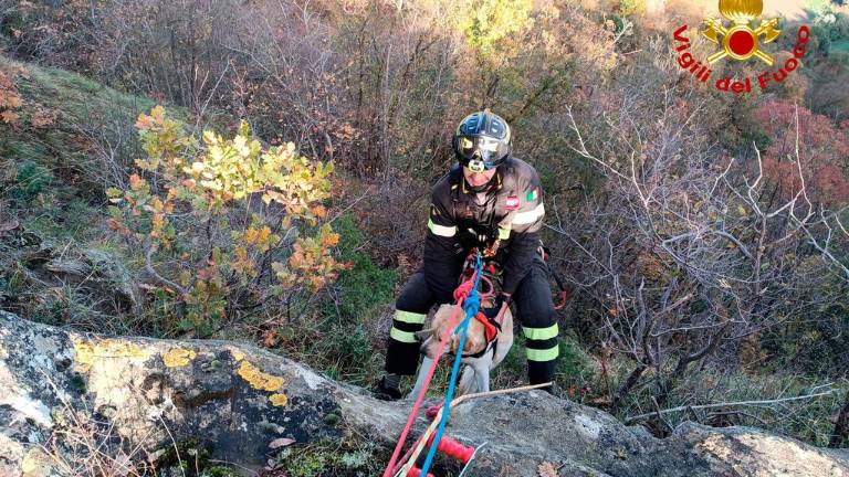 Valmarecchia. Cane precipita in un dirupo sul monte Pincio: salvato dai vigili del fuoco dopo 4 ore