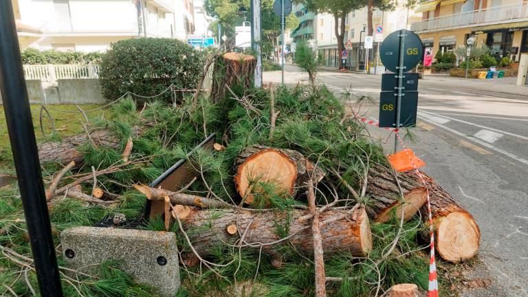 I ceppi tagliati, in attesa di essere raccolti a Lido di Savio (foto Fiorentini)