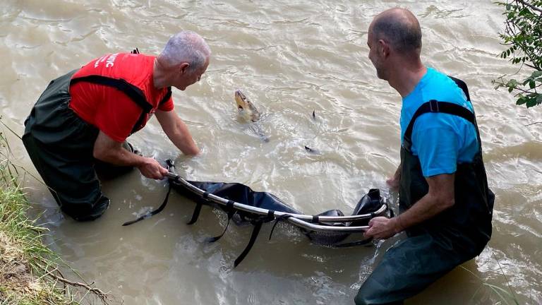 Ravenna, liberati storioni e anguille nel delta del Po VIDEO
