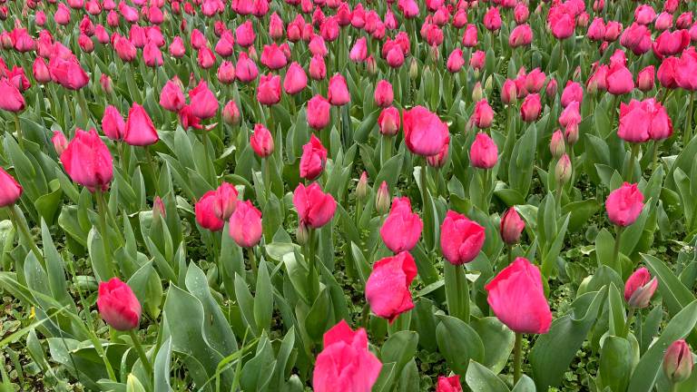 Mercato Saraceno, torna il “Tuliparty”: 6.000 fiori per la solidarietà e il ricordo di Ombretta