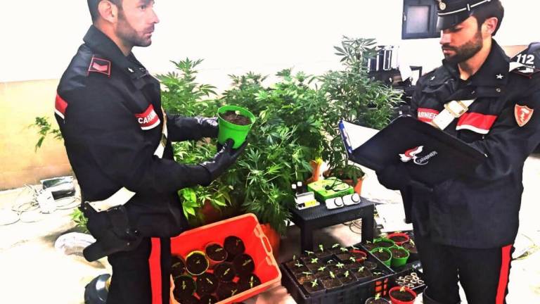 Forlimpopoli, coltivano marijuana in casa: arrestati
