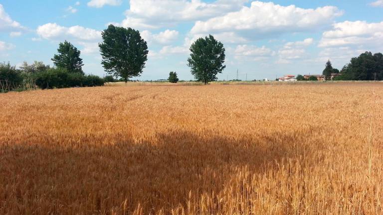 Grano in Emilia-Romagna: produzione in calo del 20%, non conviene più