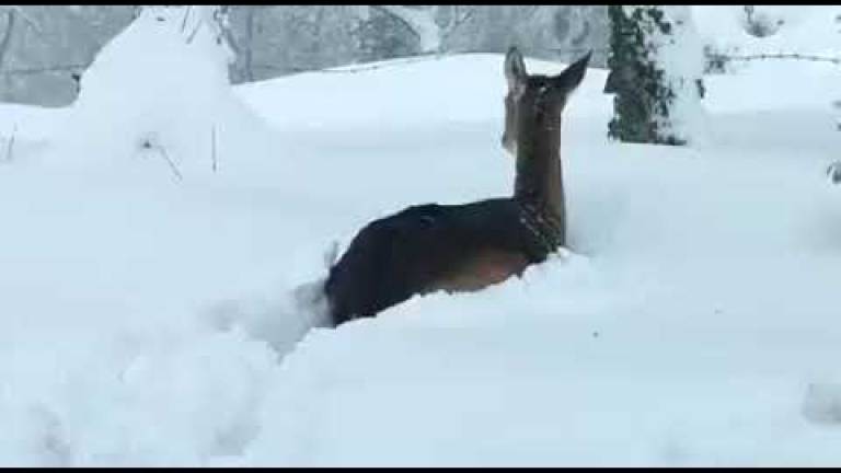 Ora è davvero inverno: un daino nuota nella neve a Villagrande VIDEO