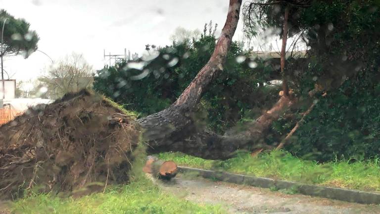 Il pino stradicato (Foto Massimo Fiorentini)