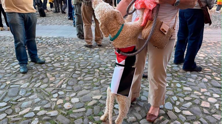 Un cane con la bandiera palestinese in piazza