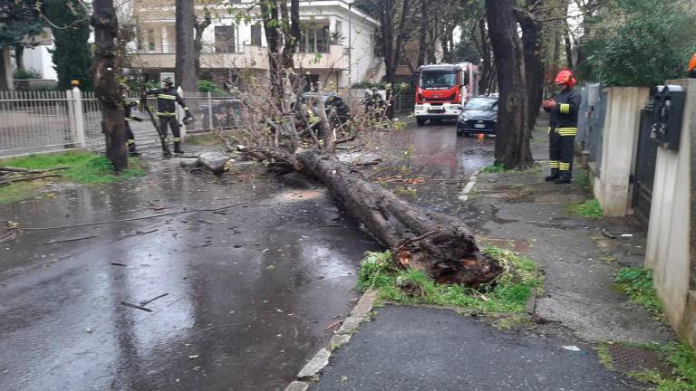 Riccione, cade un ippocastano in viale Saffi: strada chiusa