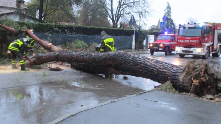Savignano, un enorme albero crolla in via Togliatti e blocca il traffico - Gallery