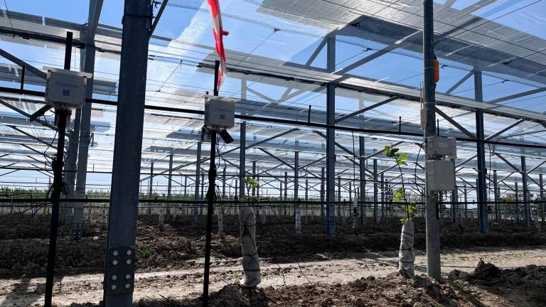 Faenza, kiwi ed energia per l’imolese iGreen System: con il nuovo modello agrivoltaico avanzato il raccolto è doppio