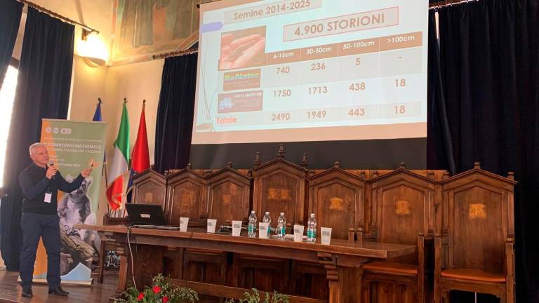 La rinascita dello storione dell’Adriatico: 4.900 esemplari reintrodotti, un fossile vivente che non si arrende