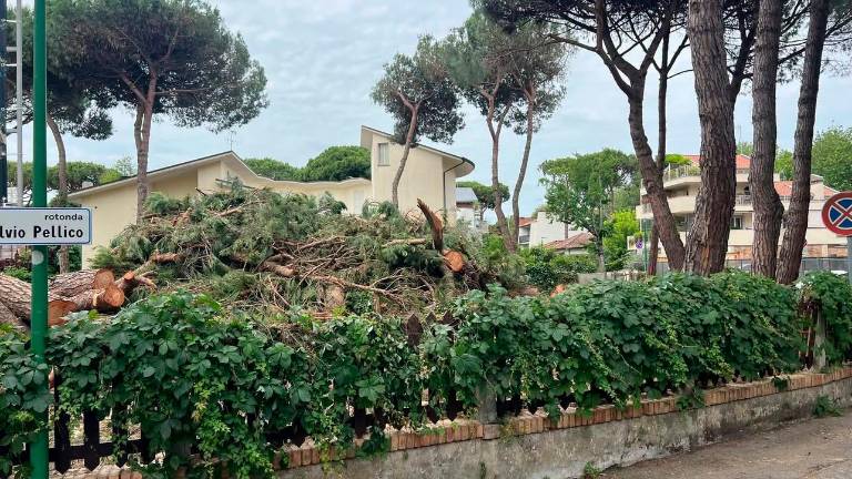 Cervia, abbattuti alberi per far posto a un condominio