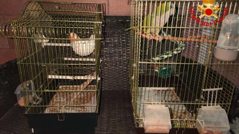 Bellaria. Incendio in una palazzina, salvati un cocorito e un canarino