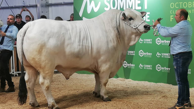 Ecco Fardini Indovinello: il toro da 1.200 chili che incanta in Francia