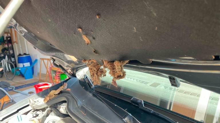 Il panno in un cofano d’auto divorato dai topi