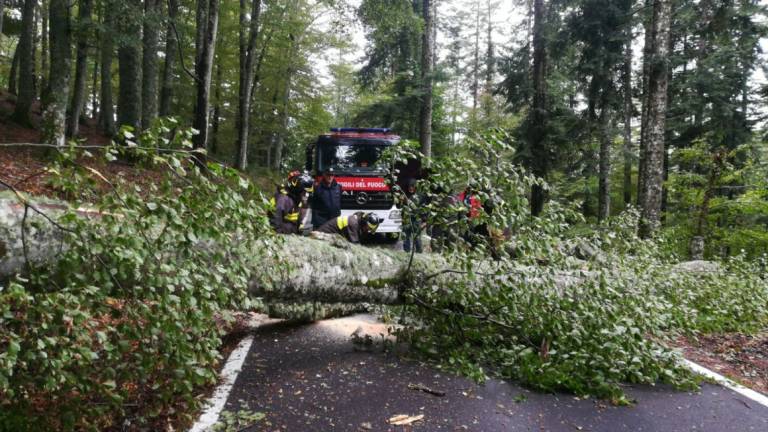 Maltempo, albero caduto: il Gp Nuvolari partito da Rimini è bloccato in Toscana