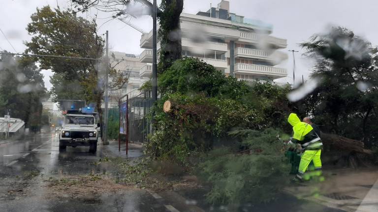 Riccione, maltempo: tanti gli alberi caduti - Gallery