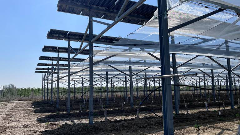 Faenza, kiwi ed energia per l’imolese iGreen System: con il nuovo modello agrivoltaico avanzato il raccolto è doppio