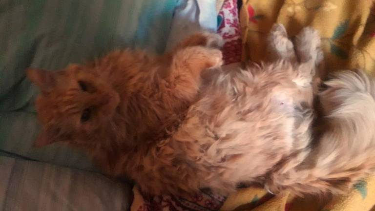 Simba è sparito da giovedì pomeriggio