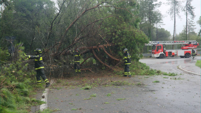 Maltempo e alberi caduti: vento oltre i 100 all'ora e viabilità in tilt a Marina di Ravenna