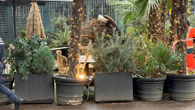 Rimini, grosso pino crolla a Marina Centro GALLERY