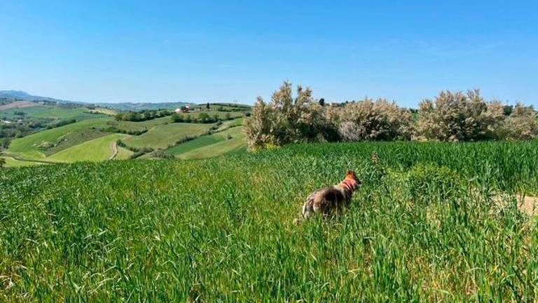 La fuga in mezzo ai campi di Giglio e Lucilla forse per fare ritorno al rifugio “La casa selvatica” dove erano stati adottati