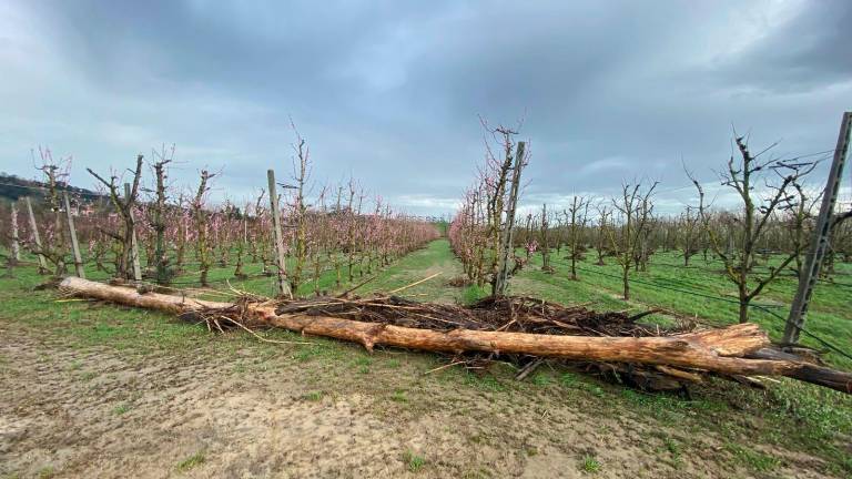 Agricoltura, rimborsi per il maltempo di settembre e ottobre 2024
