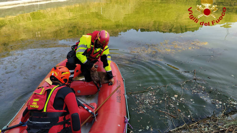 Predappio, i Vigili del Fuoco salvano un cucciolo di cinghiale caduto in un laghetto