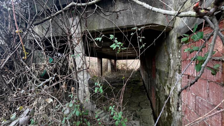 La situazione attuale dell’ex poligono ormai circondato e nascosto dalla vegetazione foto zanotti