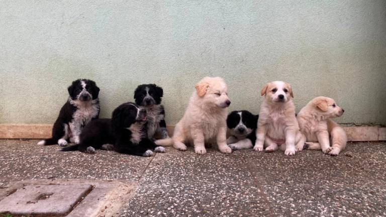 Riccione. Open day con aperitivo per l’adozione di cagnolini