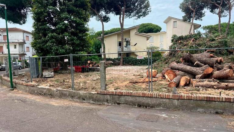 Cervia, abbattuti alberi per far posto a un condominio