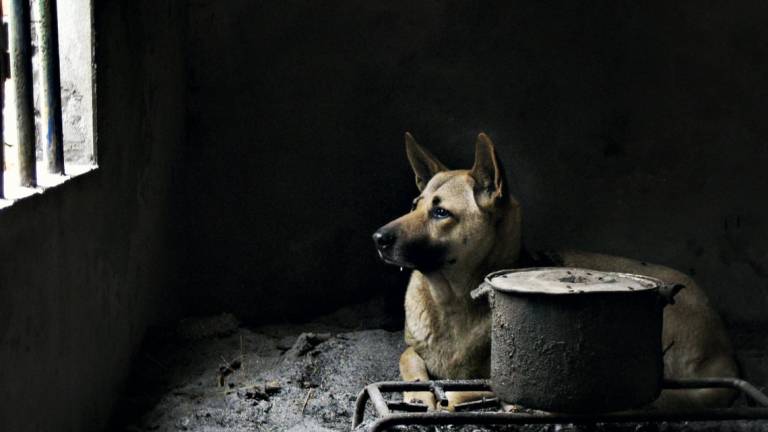 Il cane gira per la cucina: chiuso ristorante thailandese del territorio cesenate