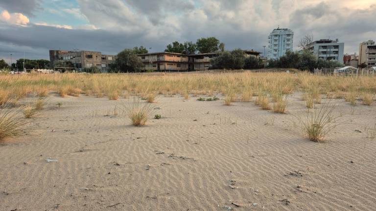 Rimini. In 130 in spiaggia a difesa del fratino