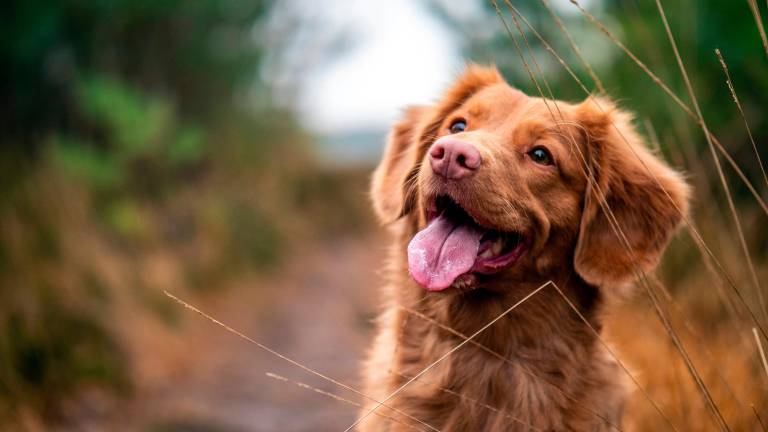 Rimini, cane meticcio conteso tra ex: 52enne assolto