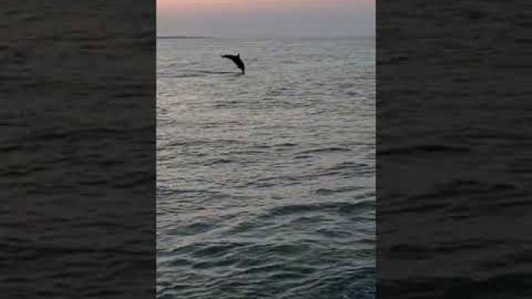 Cesenatico: un delfino gioca al tramonto davanti al molo di Ponente - VIDEO