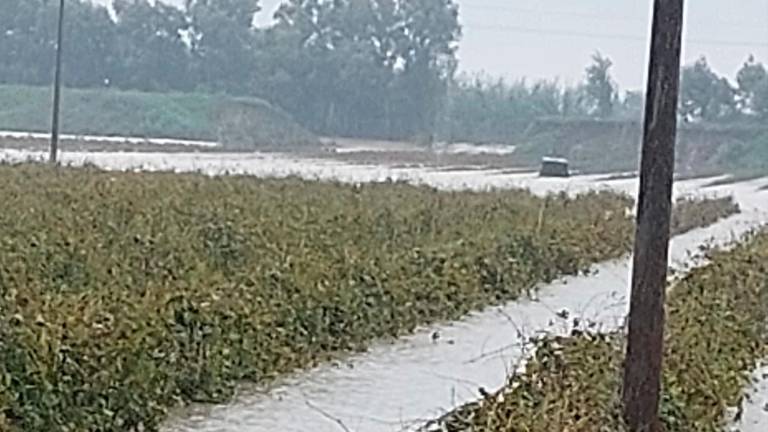 Cotignola, argine rotto: il Senio invade i campi