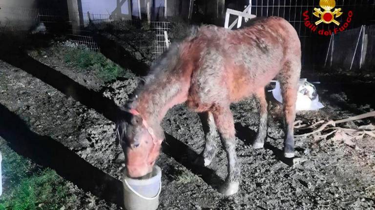 Un cavallo precipita nella scarpata: Vigili del Fuoco al lavoro 8 ore per salvarlo a Dovadola - Gallery