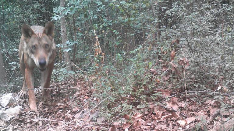 Lupi, il Comune di Gabicce: “Cane al guinzaglio in ambienti naturali”