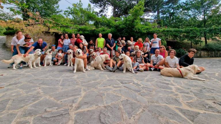 I golden retriever più belli del mondo. Da Cannuzzo all’expo