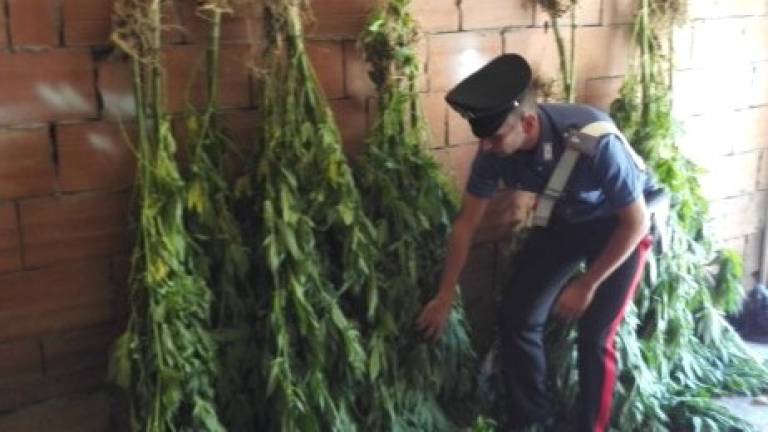 Arrestato a Gatteo con quasi 7 chili di marijuana