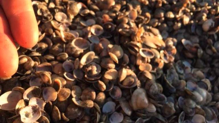 Vongole morte e Manuel Guidotti