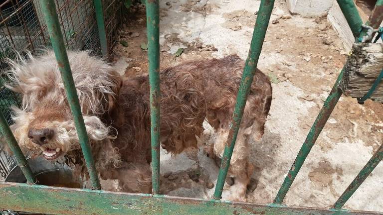 Rocca San Casciano, sottratti al padrone due cani malnutriti e maltrattati - Gallery