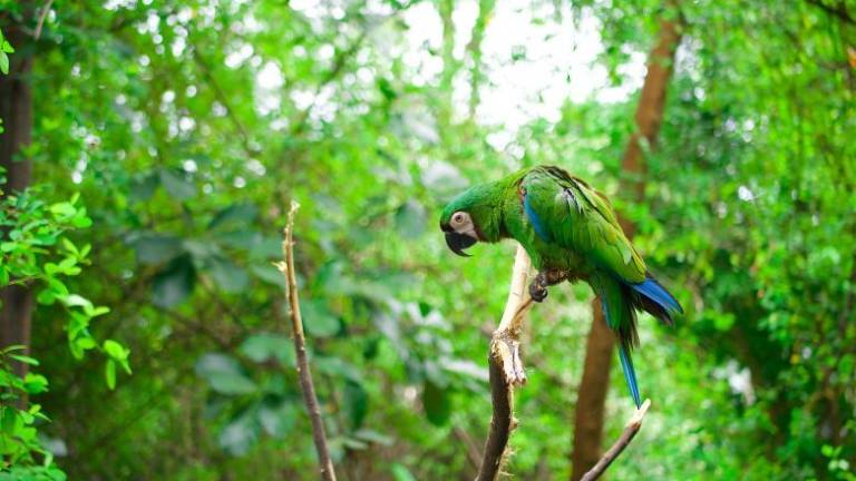 L'analisi di Affronte: perchè ci riguarda se brucia l'Amazzonia