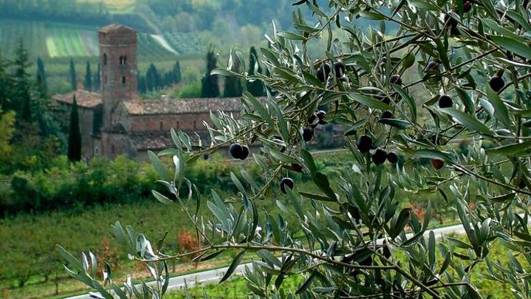 Brisighella, iniziativa domenicale per la valorizzazione dell’Olio Dop