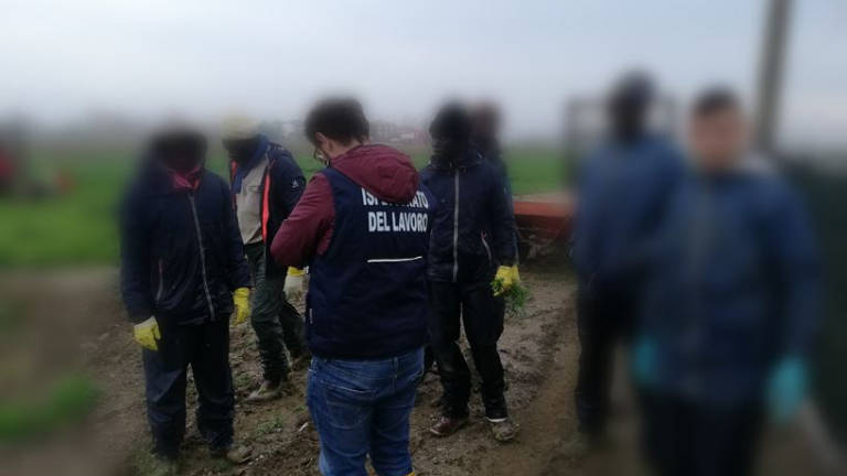 Rimini. Dieci lavoratori in nero in agricoltura: multe per 22.000 euro