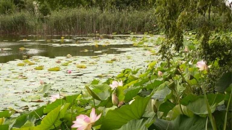 Lugo, al Parco del loto scarsa fioritura per colpa del clima