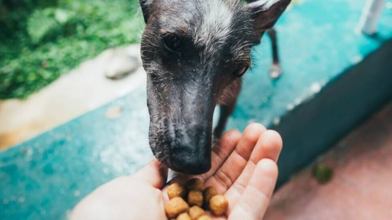 Alimentazione del cane, ecco qualche utile consiglio da seguire