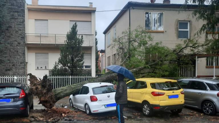 Faenza, maltempo: un albero crolla su un'auto in via Mameli