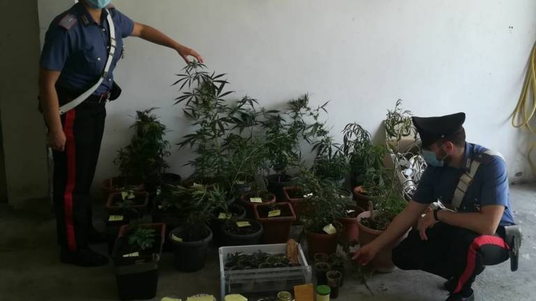 Serra di marijuana in garage, 35enne nei guai